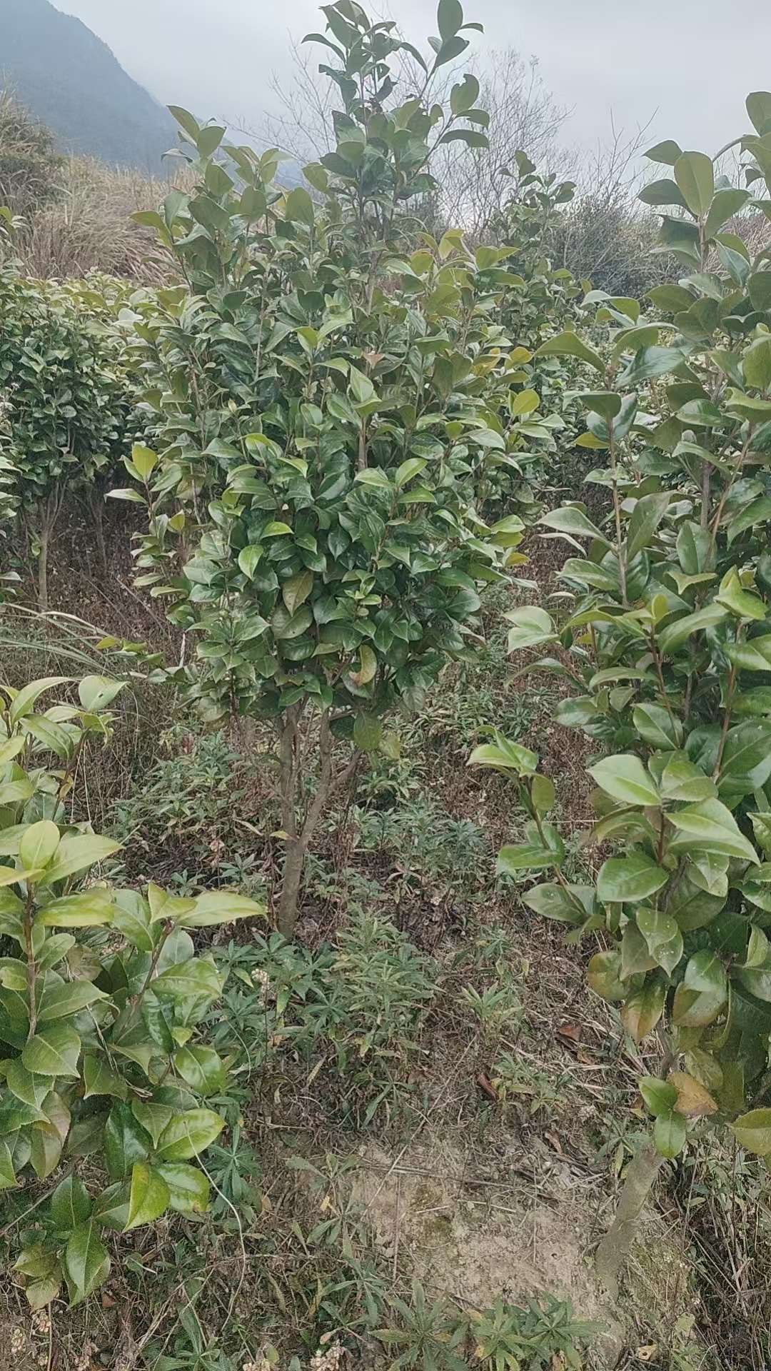 高度100厘米茶花