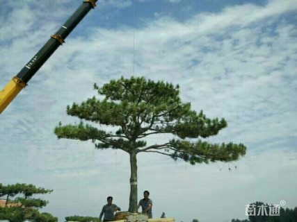 500厘米造型油松