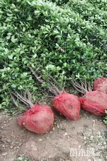 高度50厘米大叶黄杨
