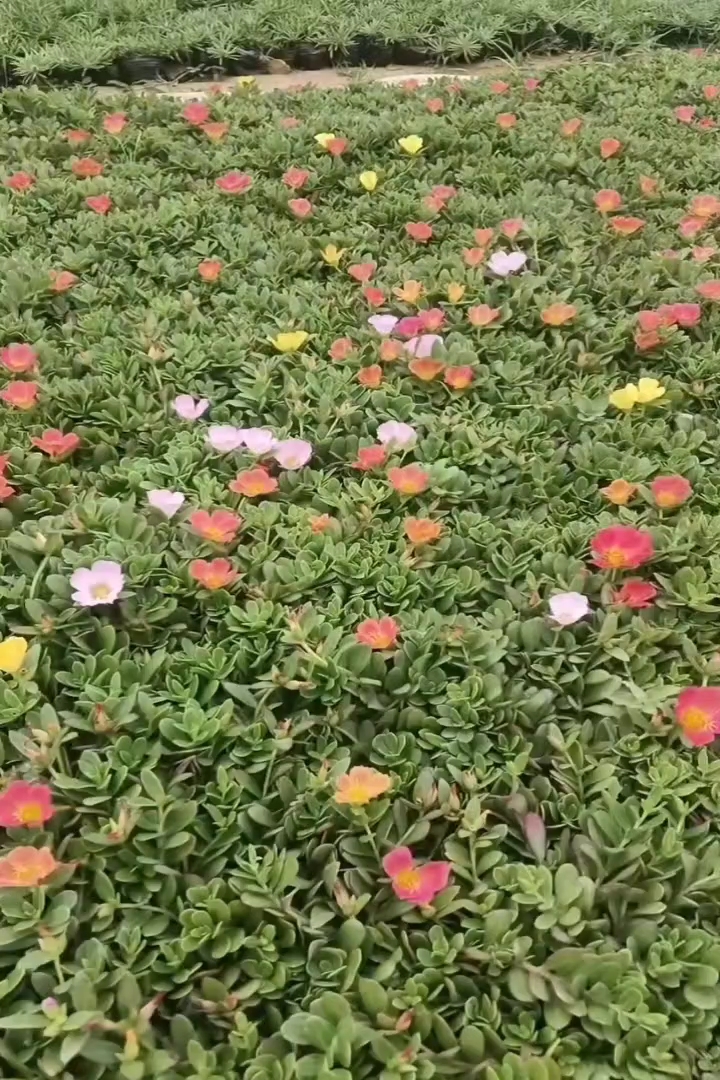 高度10厘米半支莲
