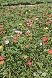 高度10厘米半支莲