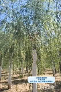 30公分垂柳