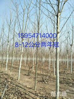18公分法桐
