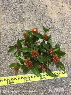 高度30厘米新加坡龙船花