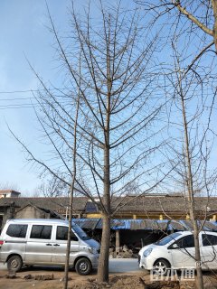 30公分银杏