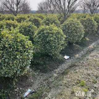 冠幅120厘米花叶海桐球