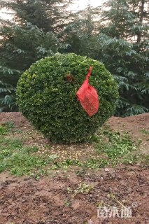 冠幅50厘米瓜子黄杨球