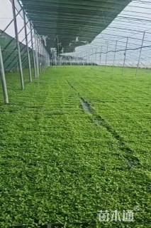 高度3厘米姬岩垂草