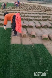 草块状百慕大草