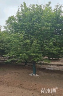 12公分鸡爪槭