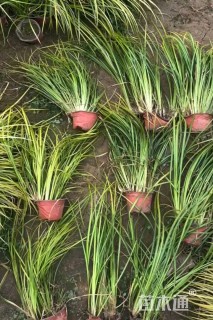 高度35厘米金叶石菖蒲