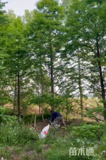 迟杉 精品货 大小规格齐全 全国配送代开发票
