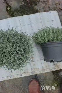 高度20厘米银香菊