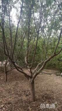 10公分青叶碧桃