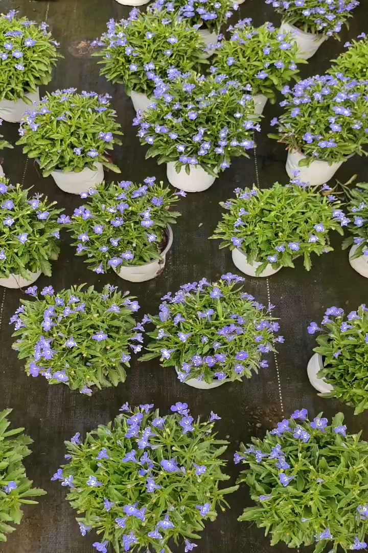 高度20厘米半边莲