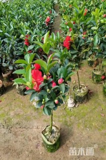 高度60厘米四季茶花