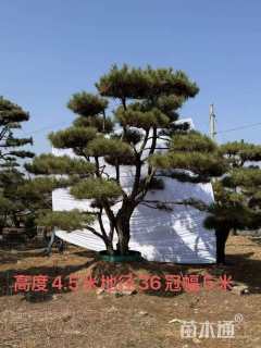 15公分罗汉松