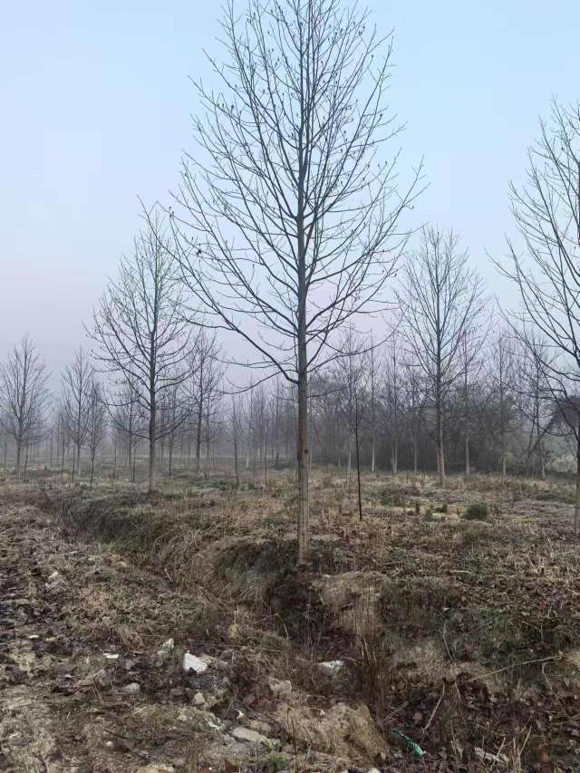 15公分鹅掌楸