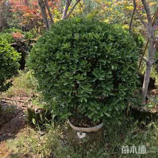 高度1.3厘米大叶黄杨