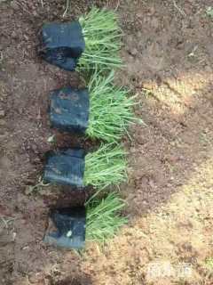 高度15厘米常夏石竹