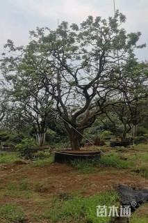 28公分香橼