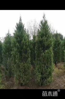 高度380厘米蜀桧