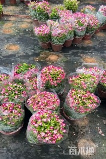 高度30厘米四季海棠