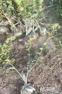 高度30厘米茶梅
