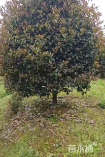 10公分桂花