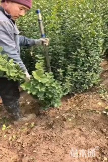 高度120厘米北海道黄杨