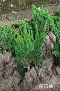 高度35厘米蜀桧