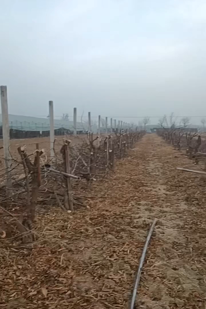 高度400厘米冬枣