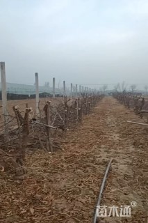 高度400厘米冬枣