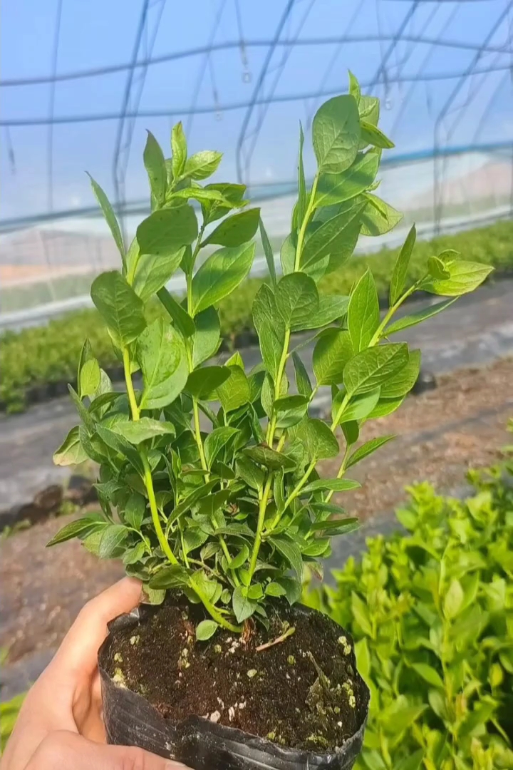 高度30厘米蓝莓小苗