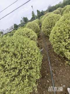 冠幅150厘米银姬小蜡球