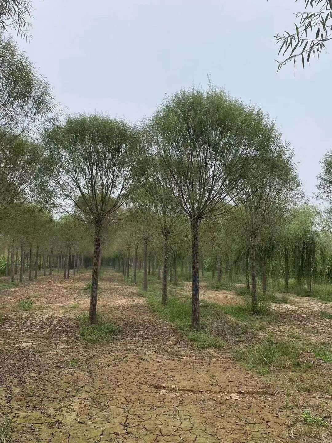 12公分馒头柳