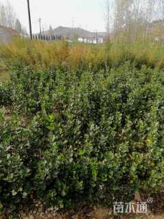 高度50厘米冬青