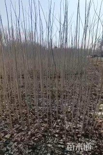 2公分杨树