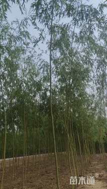 2公分垂柳