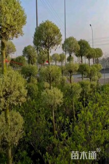 高度300厘米金姬小蜡