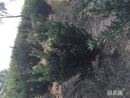 10公分罗汉松