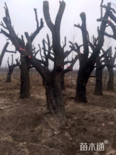 80公分枣树
