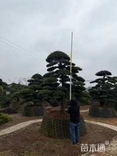 移栽苗造型罗汉松