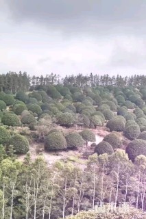20公分桂花