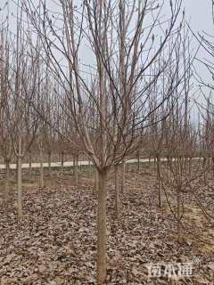 11公分白玉兰