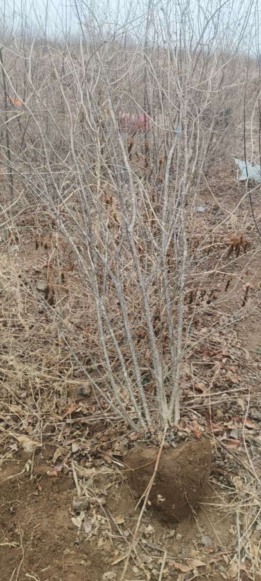 高度150厘米丛生暴马丁香