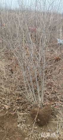 高度150厘米丛生暴马丁香