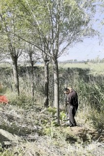 12公分垂柳