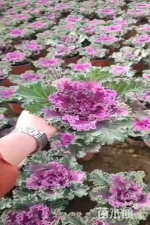 高度10厘米羽衣甘蓝