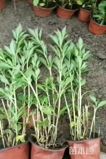 高度40厘米大麻叶泽兰